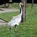 Douglas Crane Photo 24