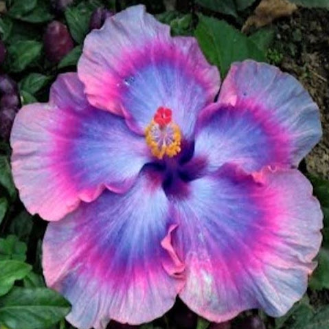 Elizabeth Cote Photo 21