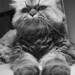 Kitty Bailey Photo 15