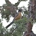 Robin Redmond Photo 6