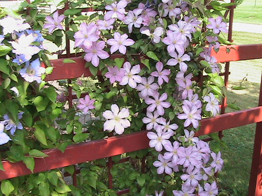 Dolores Johnson Photo 34