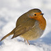 Robin Meadows Photo 17