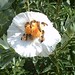 Poppy Bush Photo 10