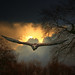 Dawn Hunter Photo 13