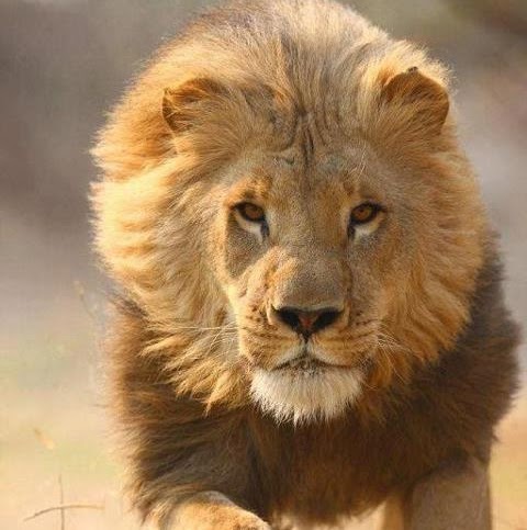 Muhammad Masoom Photo 21