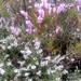 Heather Law Photo 21