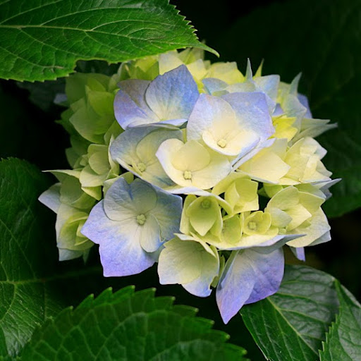 Rose Peters Photo 38