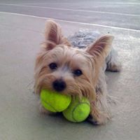 Maxwell Tyler Photo 11