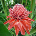 Flor Laos Photo 5