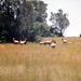 Thomas Mcintyre Photo 17