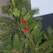 Jan English Photo 21