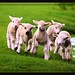 Martha Lamb Photo 13