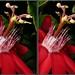 Ann Cross Photo 23