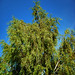 David Lusher Photo 14