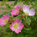 Deborah Rosier Photo 10