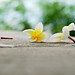 Bach Dinh Photo 2