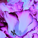 Samuel Clemmons Photo 14