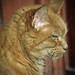 Ginger Sorrow Photo 4