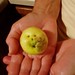 Mary Apple Photo 25
