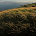 Brandon Head Photo 8