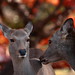 Autumn Deer Photo 4