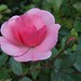 Archie Rose Photo 8