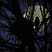 Andrew Crow Photo 27