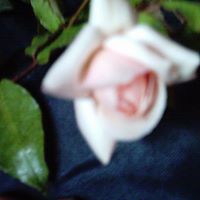 Susan Kyle Photo 21