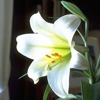 Shirley Kuhn Photo 34