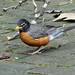 Robin Roach Photo 8