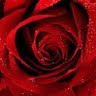Rose Duffy Photo 24
