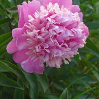 Donna Link Photo 24
