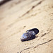 Tammy Shell Photo 13