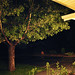 Susan Toth Photo 14