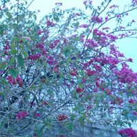 Zheng Wang Photo 8