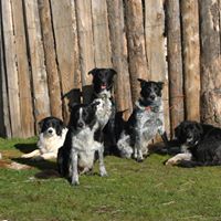 Susan Shaffer Photo 33