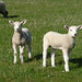Barry Lamb Photo 27