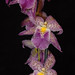 Patricia Mccully Photo 23