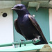Martin Magee Photo 15