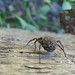 Shannon Wolf Photo 22