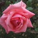 Rose Wise Photo 16