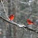 Kathy Clements Photo 31