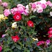 William Reimer Photo 28