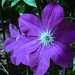Teresa Flowers Photo 19