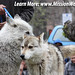 Abraham Wolf Photo 9