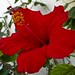 Sherry Flowers Photo 22