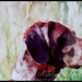 Sadie Short Photo 8