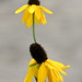 Susan Eastman Photo 38