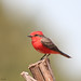 Linda Vermillion Photo 8