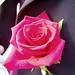 Michael Michaelides Photo 16
